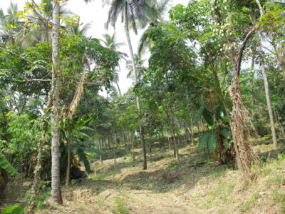 PERUNTHALMANNA AGRICULTURAL LAND